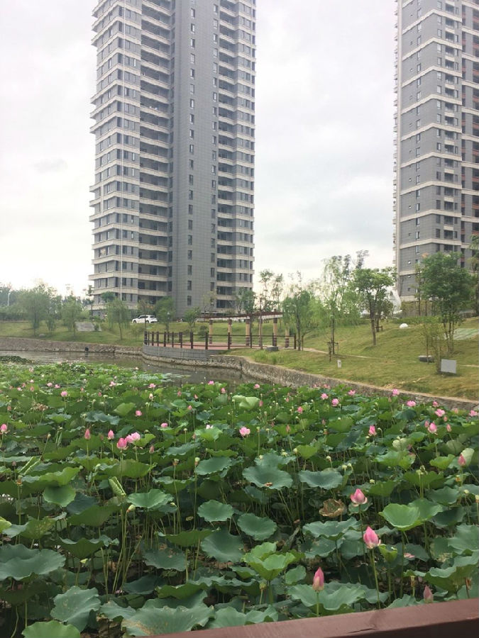 春水湾2016.9-2.jpg